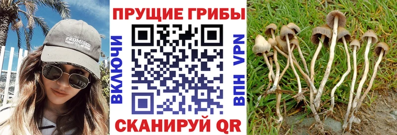 хочу наркоту Павлово Галлюциногенные грибы MAGIC MUSHROOMS